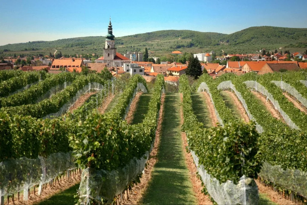 Rows of vines on the slopes above a Small Carpathian wine village, its church tower among the roofs.