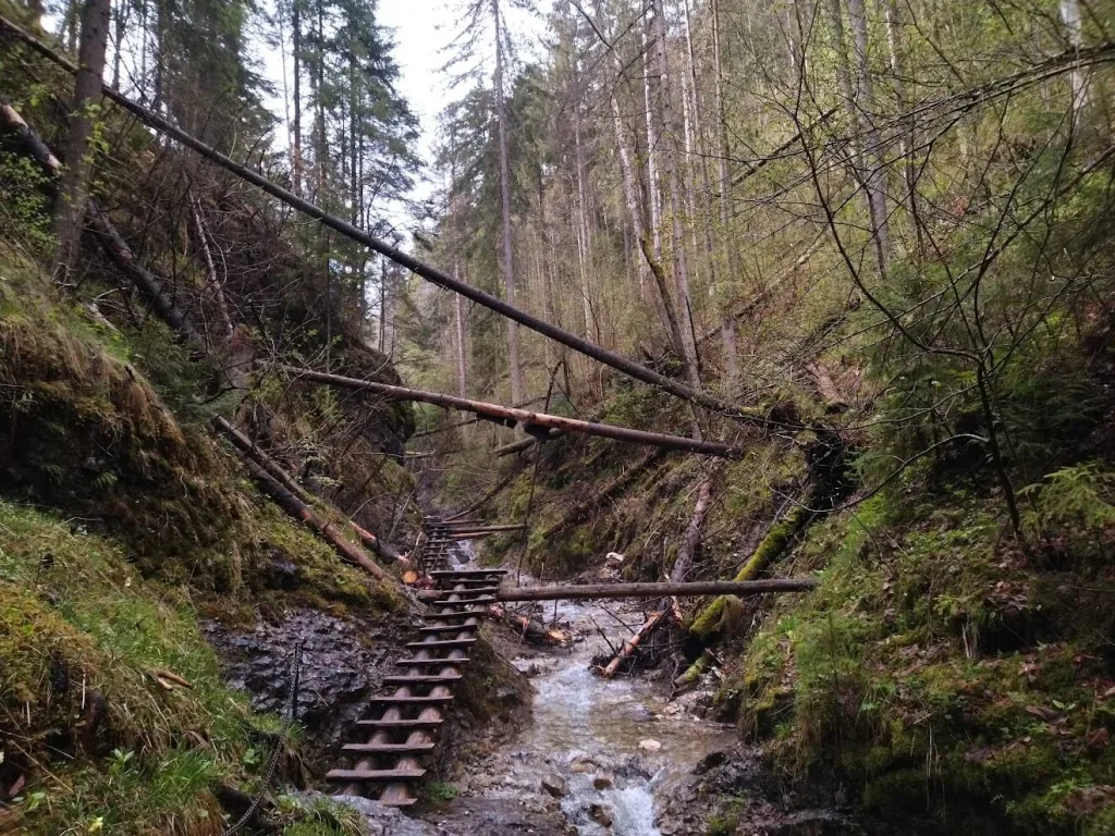 Wooden ladders and fallen trunks along a stream in a wooded Slovak gorge.