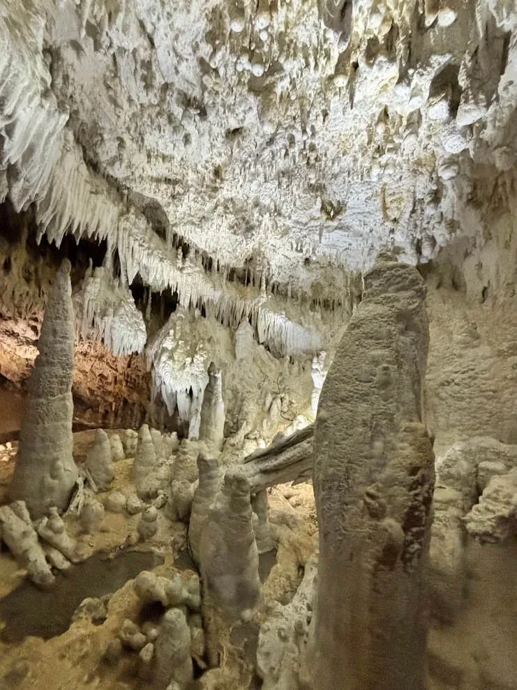 Pale stalagmites rising from the floor of the Demänovská Cave of Liberty, the ceiling thick with white stalactites.
