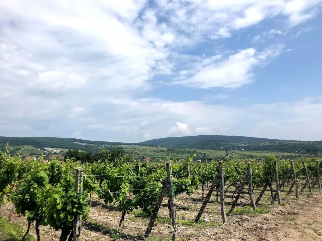 Rows of vines on the Small Carpathian wine route, with the wooded ridge of the Small Carpathians on the horizon.